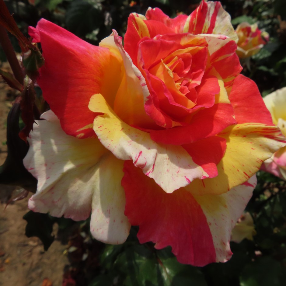 Alan's Sparkle Alan's Sparkle