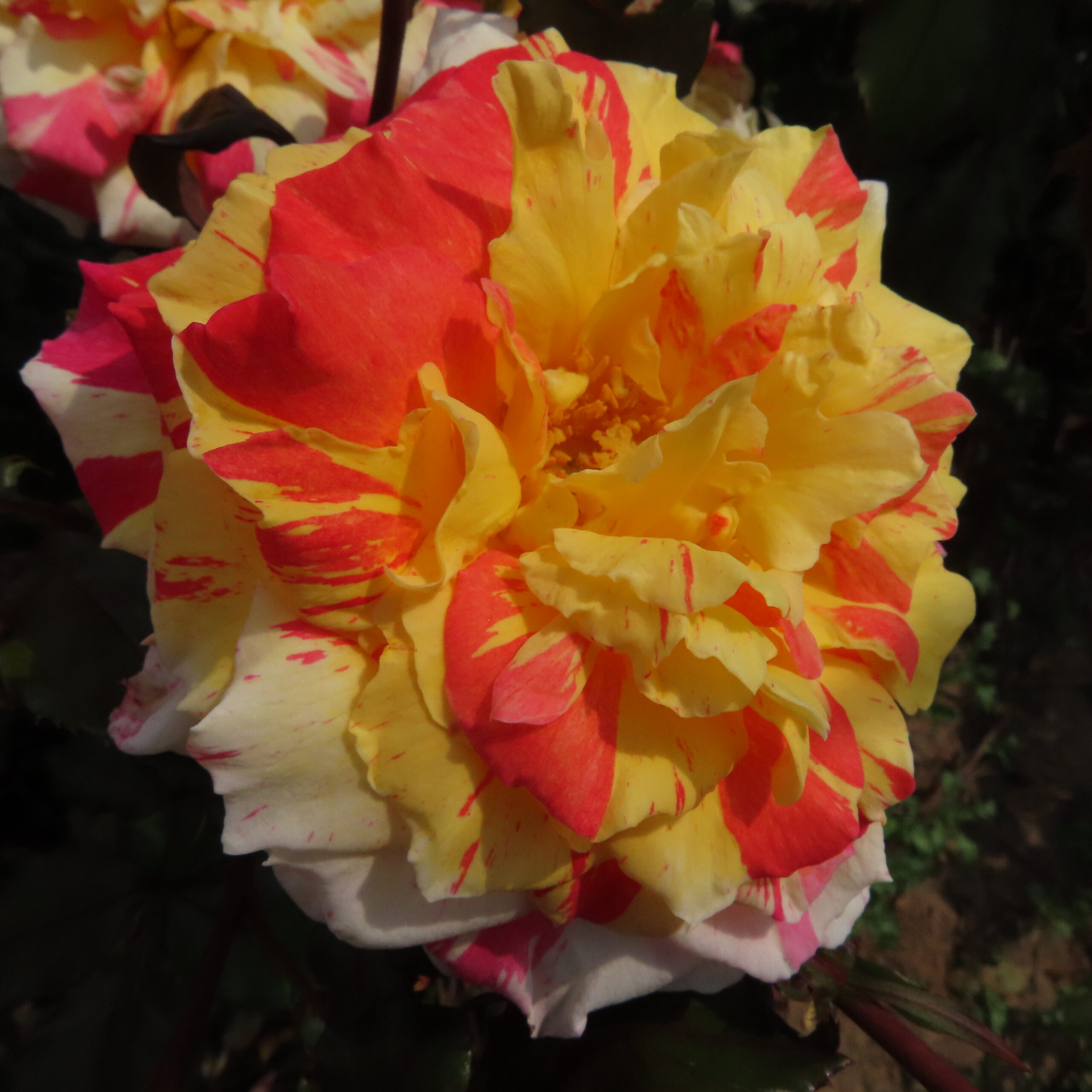 Alan's Sparkle Alan's Sparkle