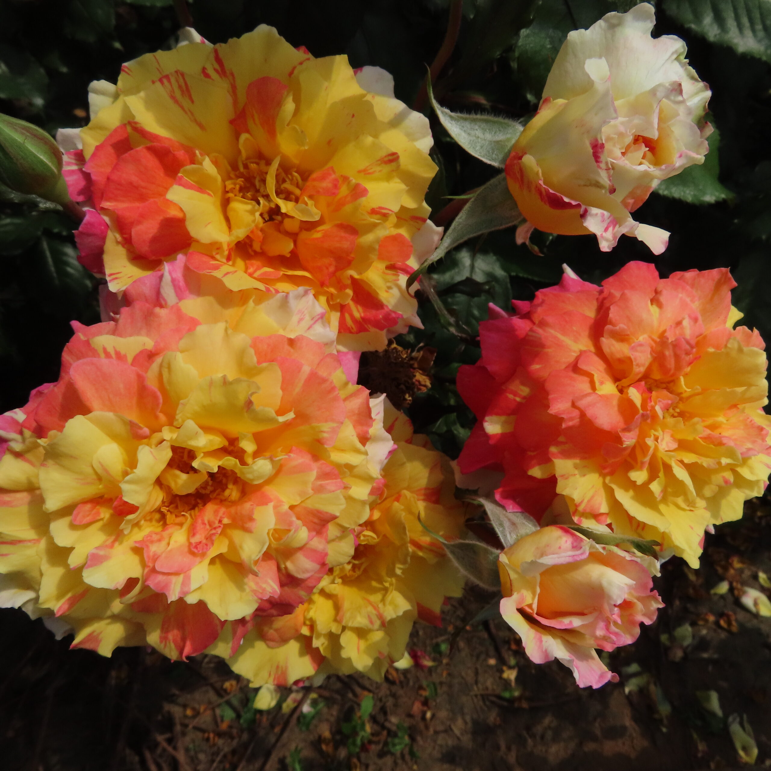 Alan's Sparkle Alan's Sparkle