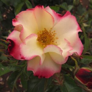 Lorraine's Rose