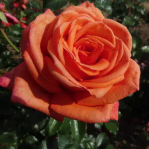 Daisy's Rose