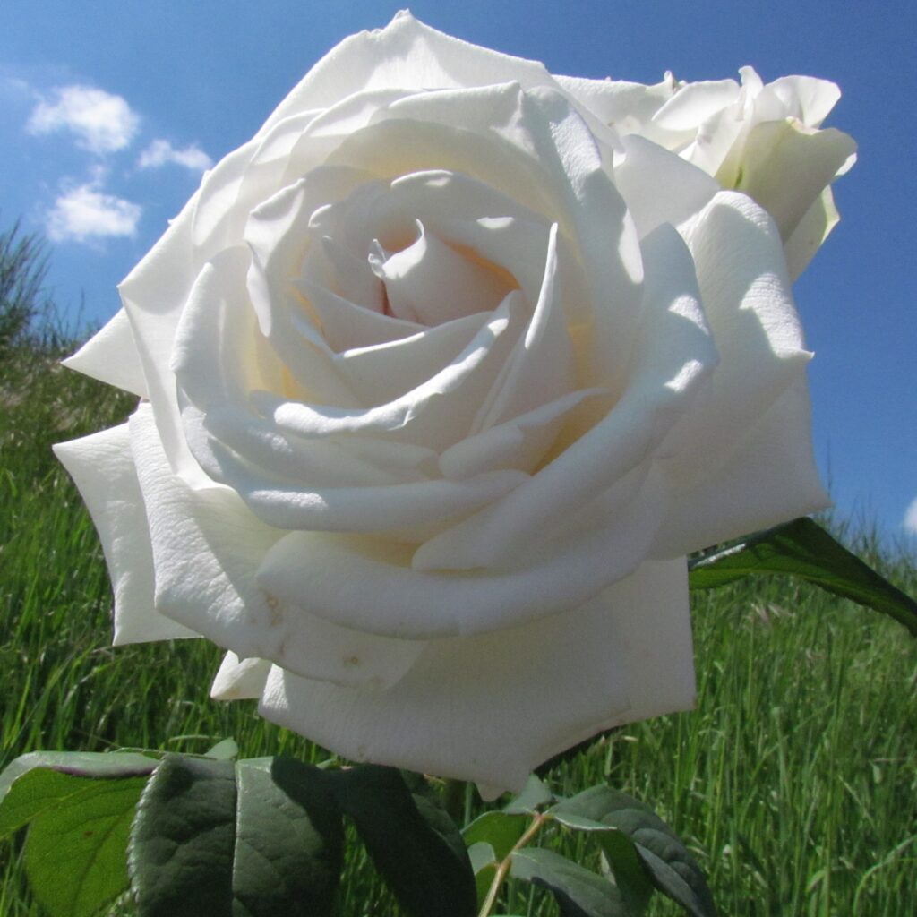 Keith_Shrub_Garden_Rose_19_01-