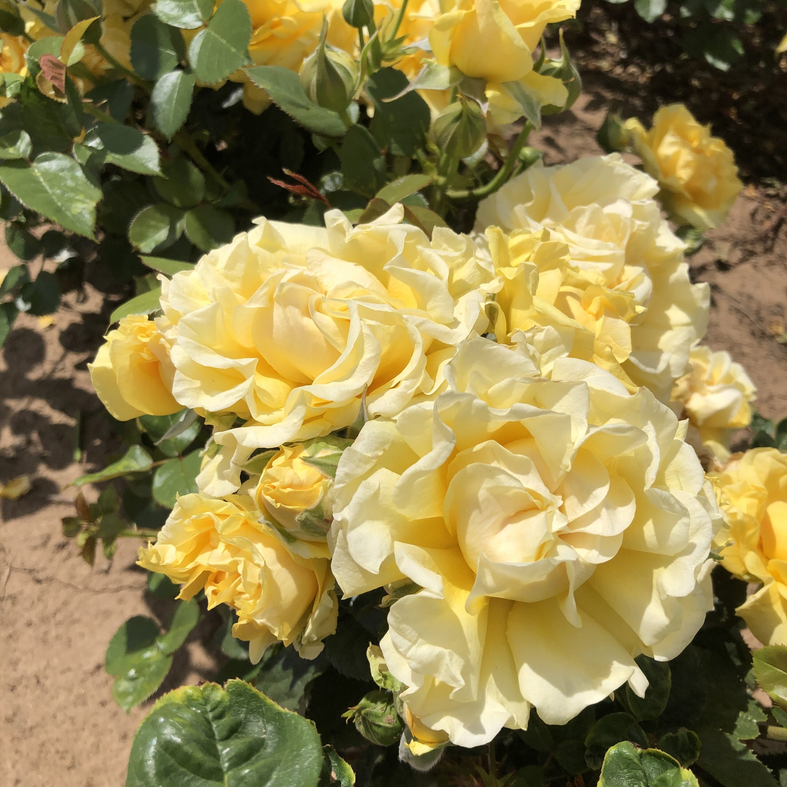 Brian's Charm Brian's Charm