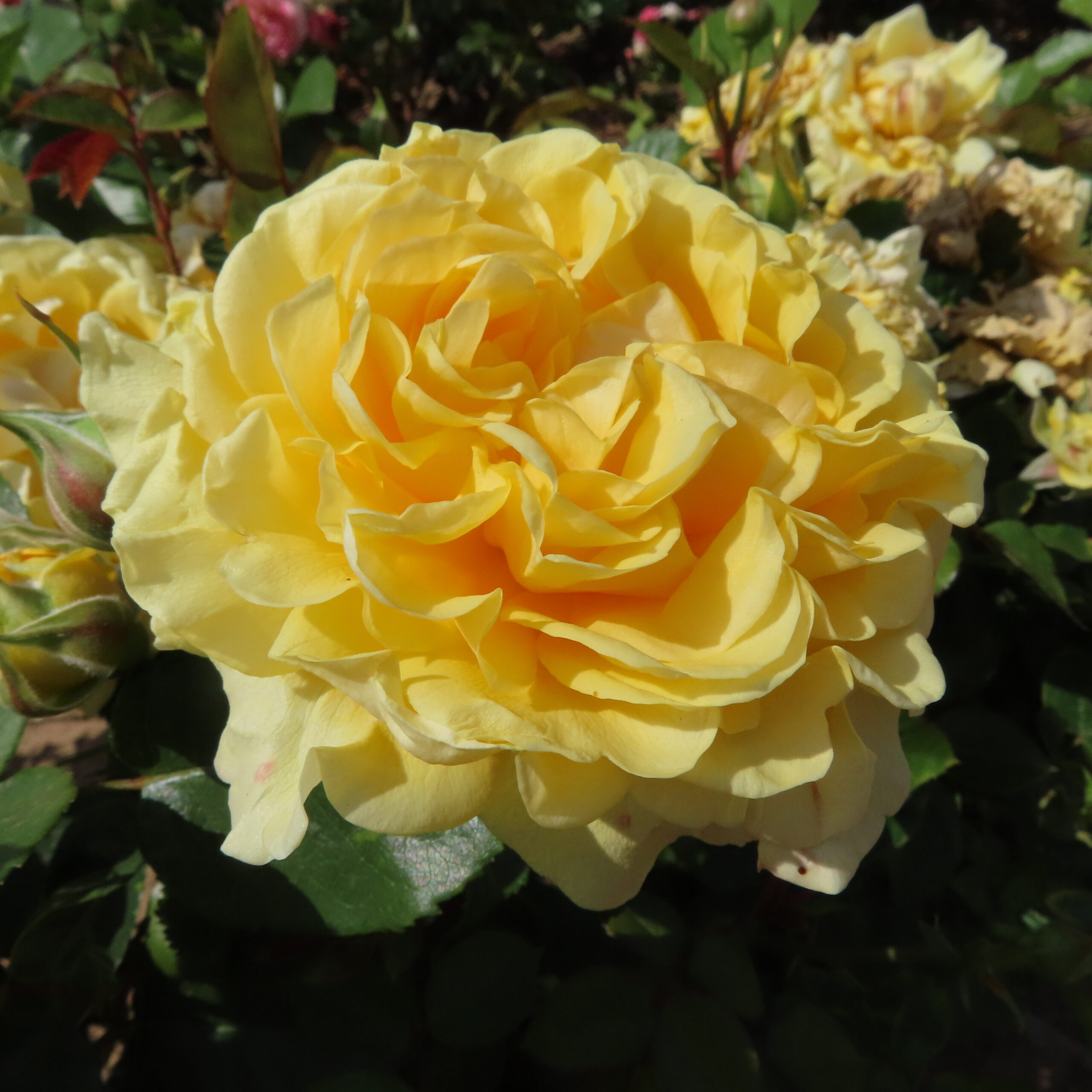 Brian's Charm Brian's Charm