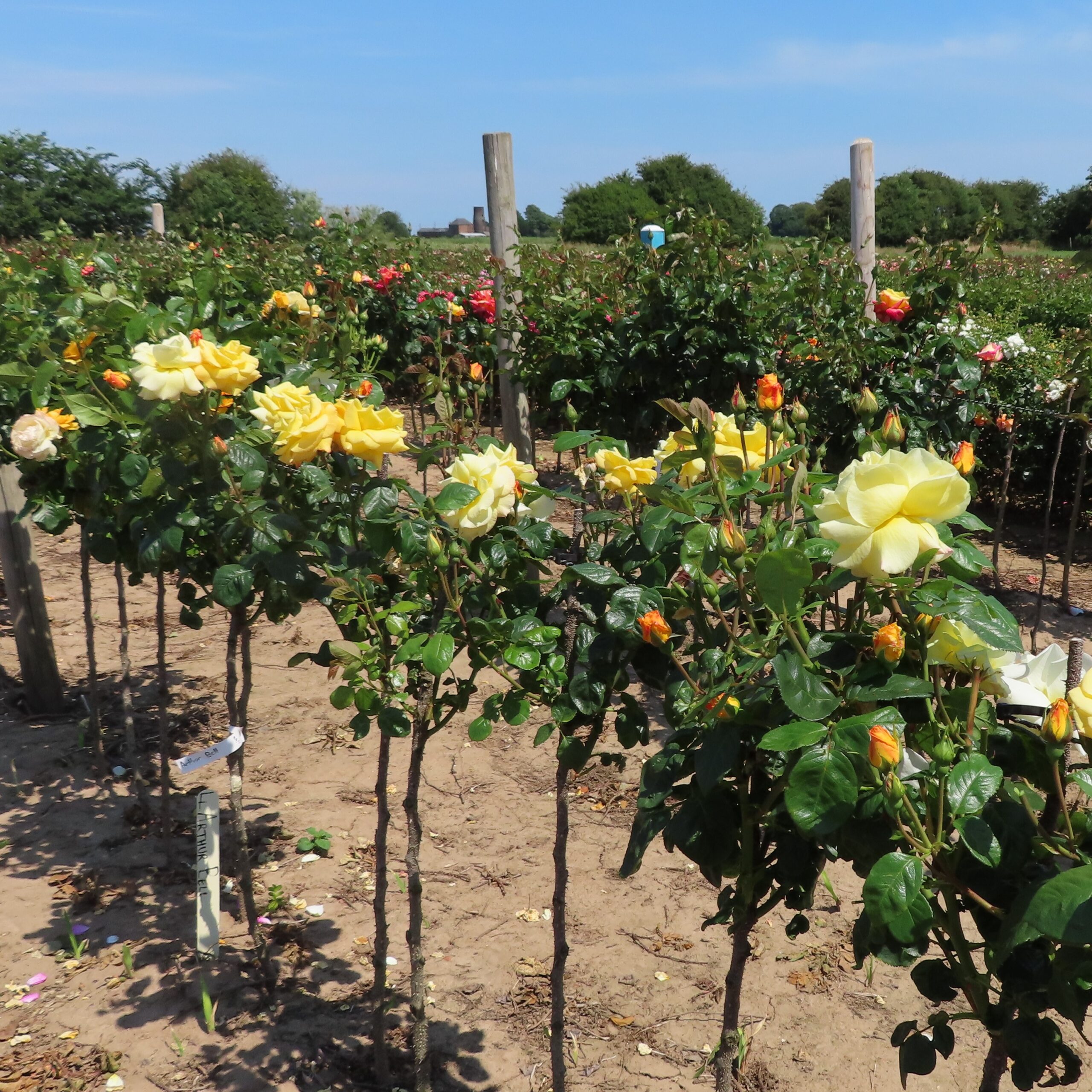 A Faithful Friend Standard Rose A Faithful Friend Standard Rose