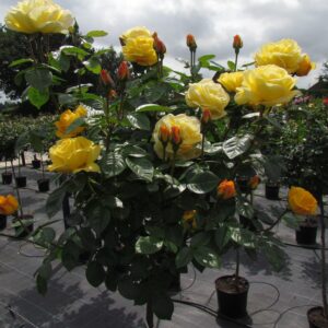 A Faithful Friend Standard Rose