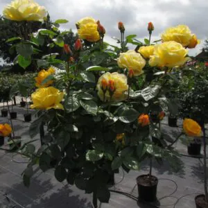A Faithful Friend Standard Rose