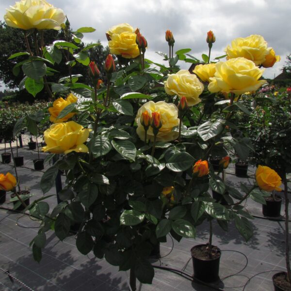 A Faithful Friend Standard Rose