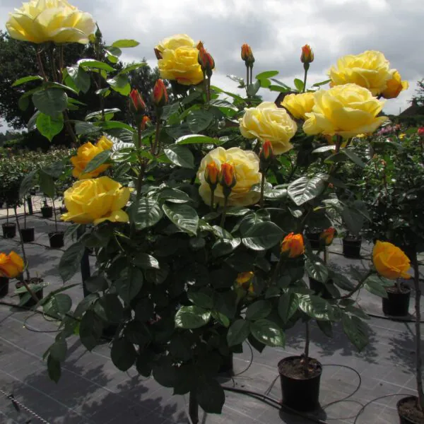 A Faithful Friend Standard Rose
