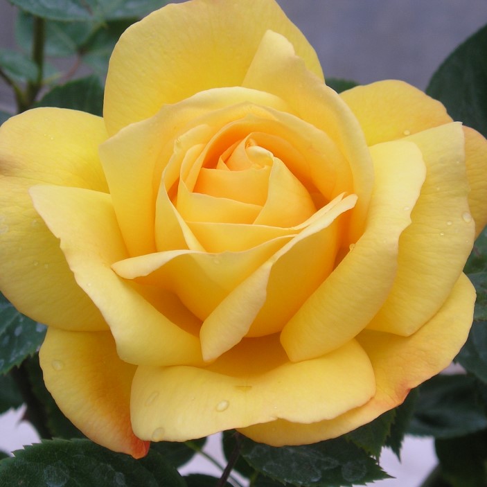 A Faithful Friend Standard Rose A Faithful Friend Standard Rose