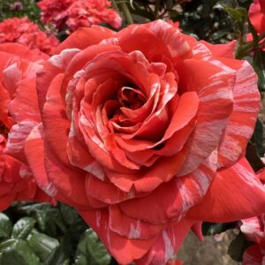 Ronnie's Rose