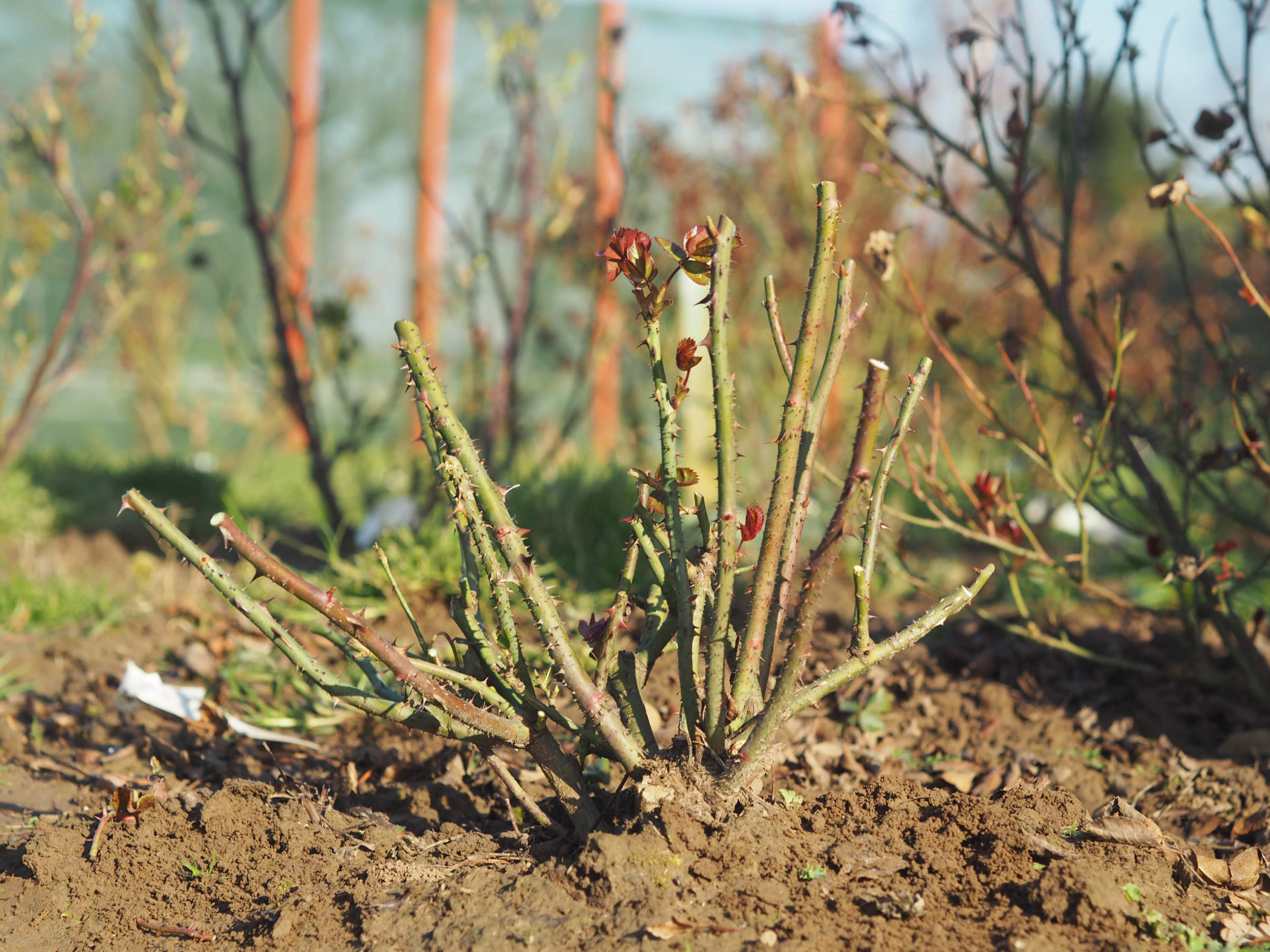 How To Prune Your Roses Garden Roses