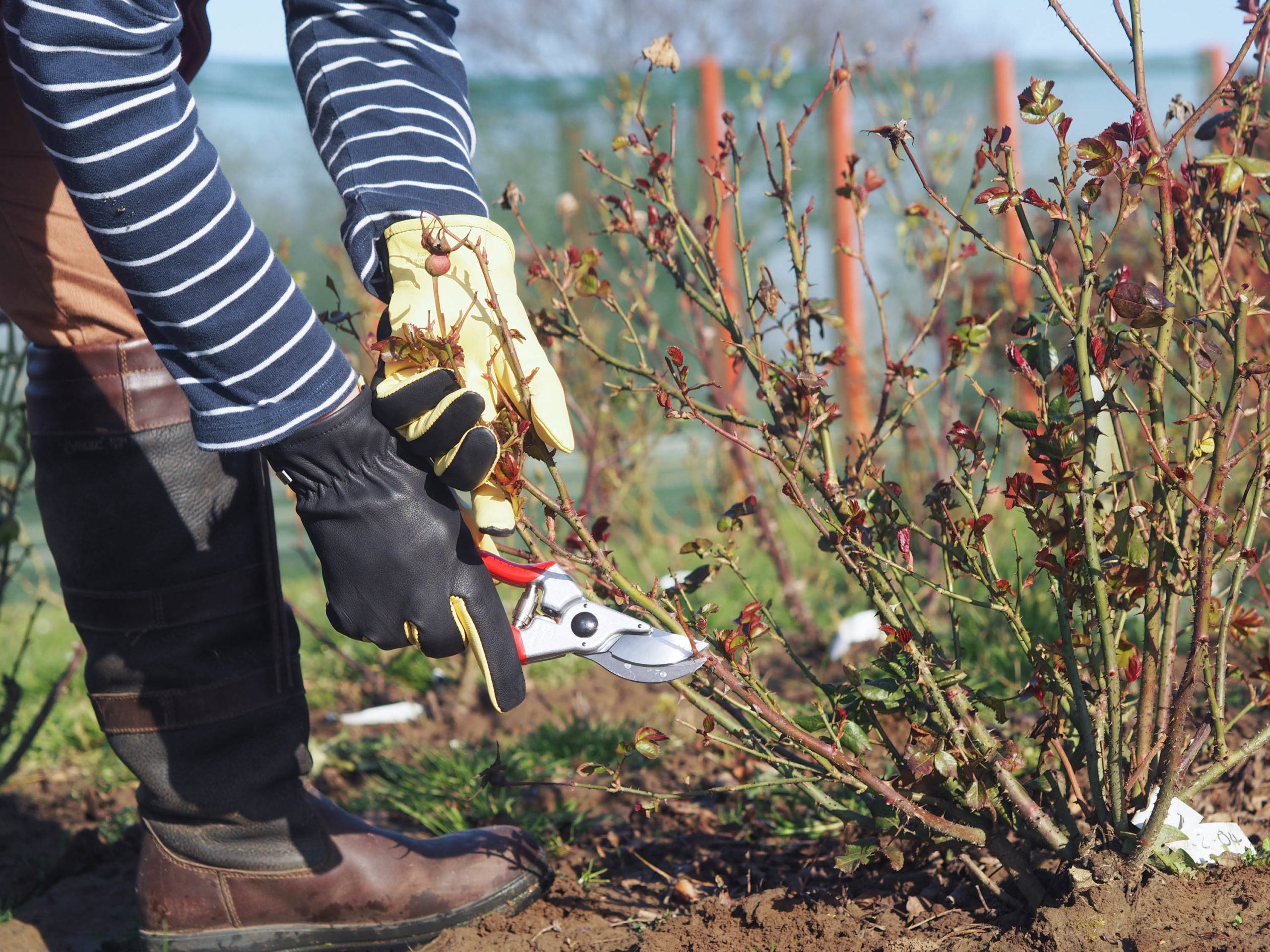 How to Prune Your Roses