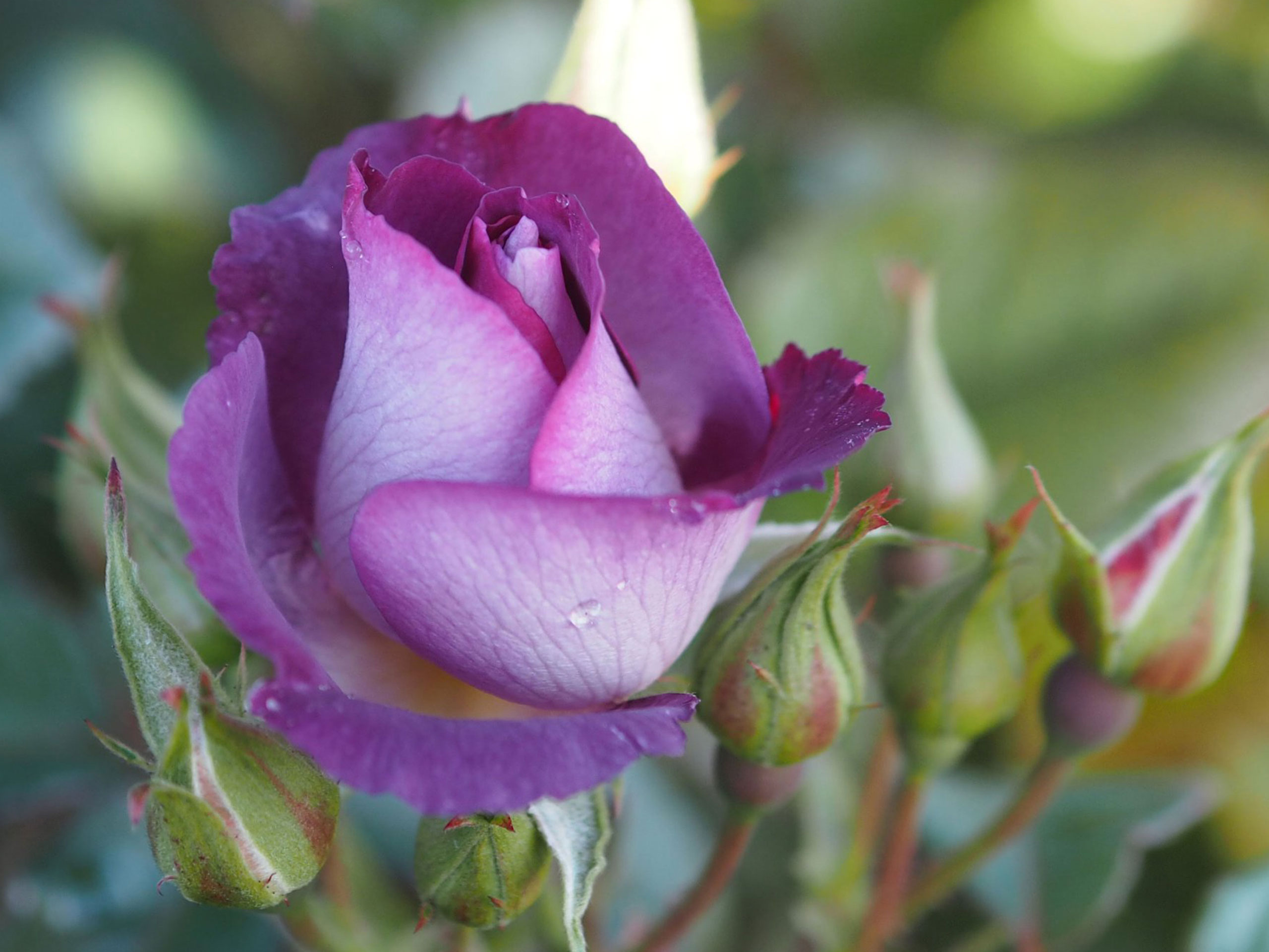 Our Top Ten Tips for Healthy Garden Roses