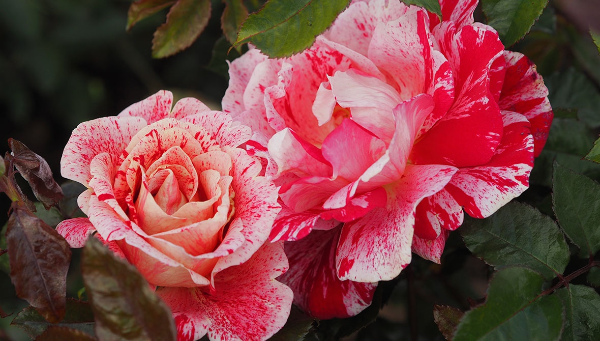 Planting Roses into Your Garden