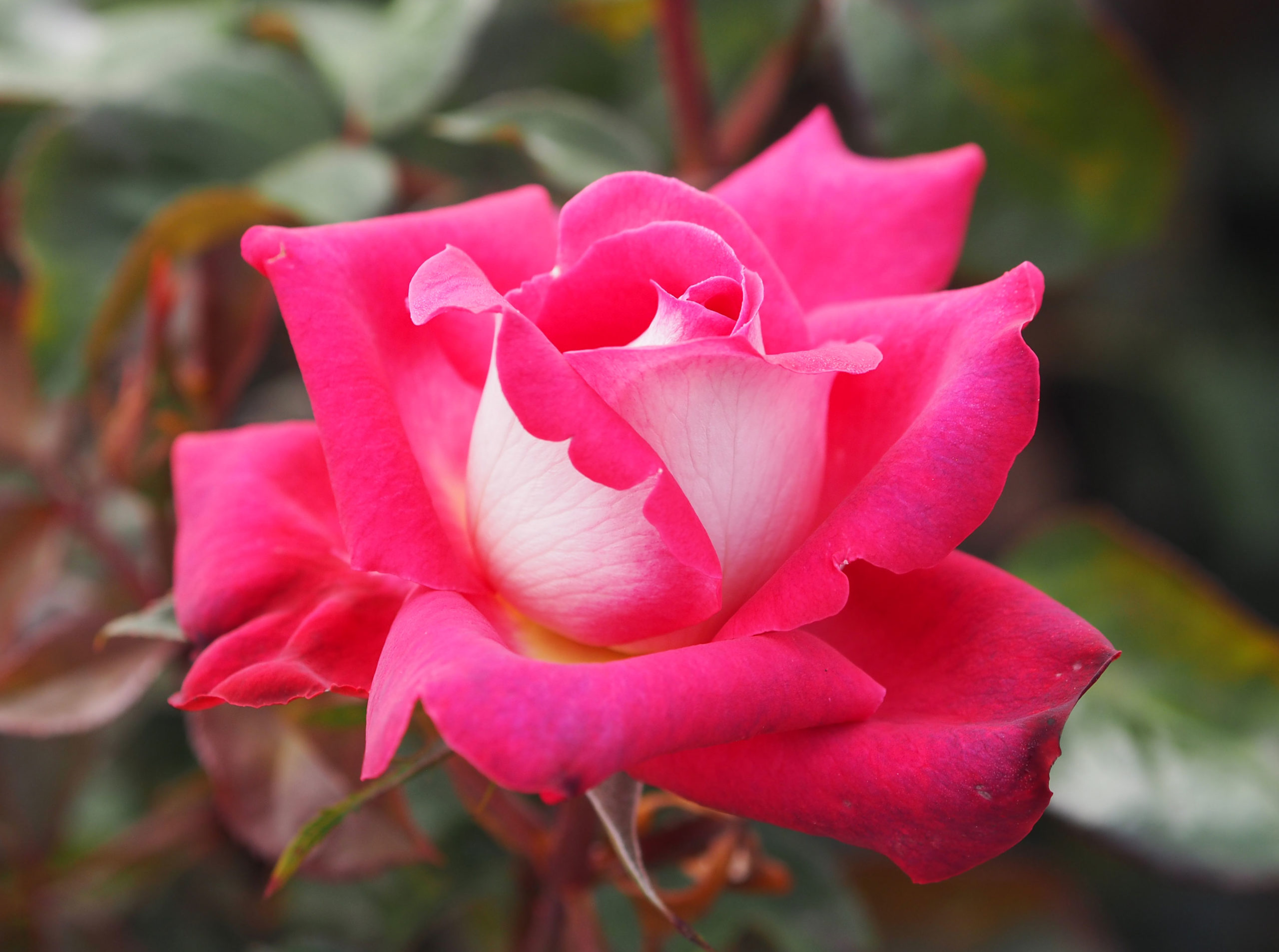 How to Treat Roses on Arrival